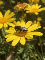 Osmia montana quadriceps