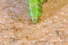Macdunnoughia confusa