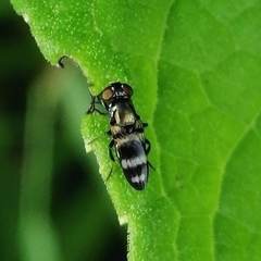 Ulidiinae