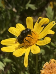 Osmia montana quadriceps