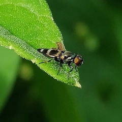 Ulidiinae