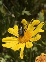 Osmia montana quadriceps