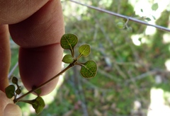 Coprosma tenuicaulis