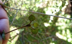 Coprosma tenuicaulis