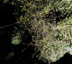 Coprosma tenuicaulis