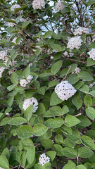 Viburnum carlesii