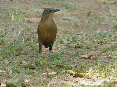 Quiscalus mexicanus