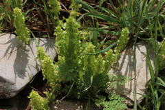 Cruciata articulata