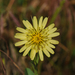 Lettuce, Chicory, Dandelion and Salsify Tribe - Photo (c) Todd Boland, some rights reserved (CC BY-NC), uploaded by Todd Boland