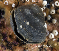 Hemithiris psittacea