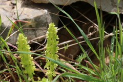 Cruciata articulata