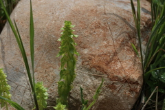 Cruciata articulata