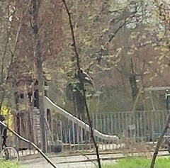 Phoenicurus ochruros