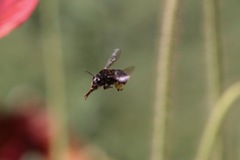 Habropoda tristissima