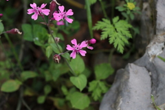 Silene aegyptiaca