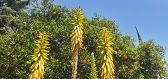 Aloe vera