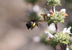 Habropoda tristissima