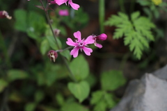 Silene aegyptiaca