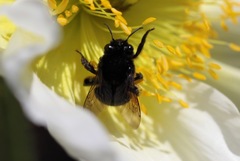 Habropoda tristissima