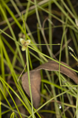 Cyperus leptocarpus