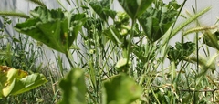Malva parviflora