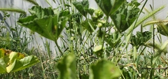 Malva parviflora