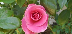 Rosa