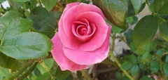 Rosa