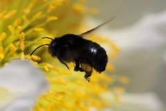 Habropoda tristissima