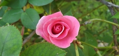 Rosa