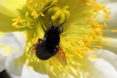 Habropoda tristissima