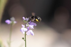 Habropoda tristissima