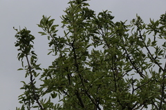 Pyrus syriaca