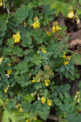 Hippocrepis emerus emerus