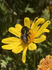 Osmia montana quadriceps