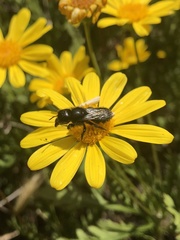 Osmia montana quadriceps