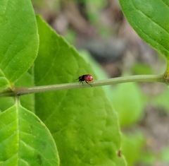 Tropidosteptes amoenus