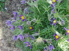 Pulsatilla rubra