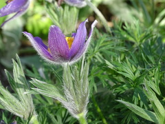 Pulsatilla rubra