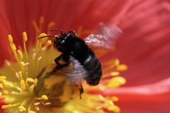 Habropoda tristissima