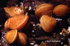 Laqueus vancouveriensis