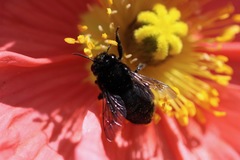 Habropoda tristissima