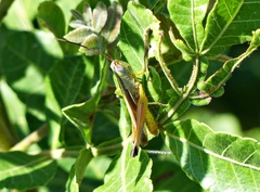 Staurorhectus longicornis