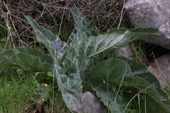 Verbascum qulebicum