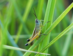 Staurorhectus longicornis