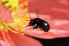 Habropoda tristissima