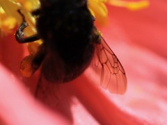 Habropoda tristissima