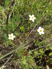 Leptosiphon parviflorus