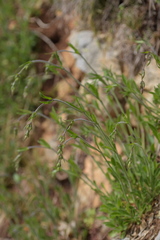 Silene nutans livida