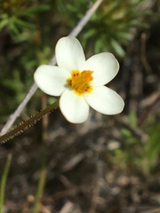 Leptosiphon parviflorus